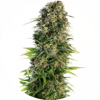 Купить семена марихуаны Golden Skunk Reg.