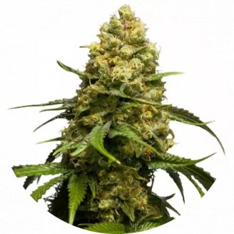 Купить семена марихуаны Super Skunk Fem.