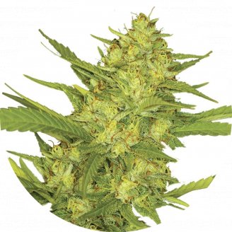 Купить семена марихуаны Sour Diesel Fem.