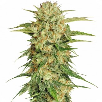 Купить семена марихуаны Easy Sativa Auto Fem.