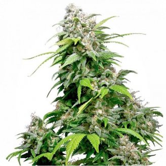 Купить семена марихуаны Mexican Sativa Auto Fem.