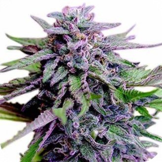 Купить семена марихуаны Blueberry Jack Auto Fem.