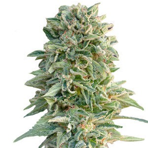 Купить семена марихуаны Jack Herer Auto Fem.