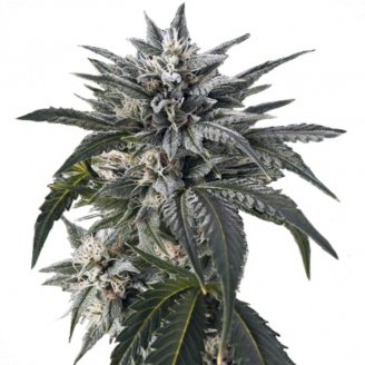 Купить семена марихуаны Blue Critical Auto Fem.