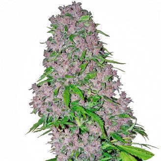 Купить семена марихуаны Blue Hawaiian Auto Fem.