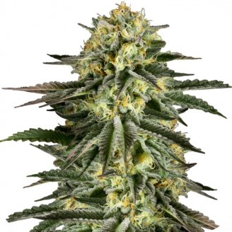 Купить семена марихуаны Kush-N-Cheese Auto Fem.