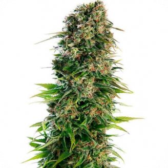 Купить семена марихуаны Hindy Kush Auto Fem.