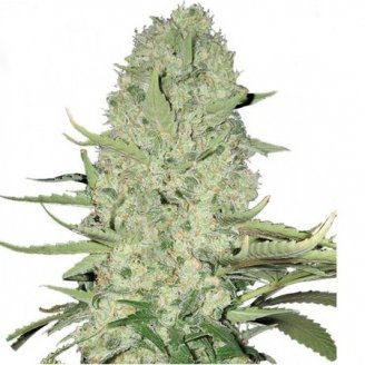 Купить семена марихуаны Mexican Kush Auto Fem.