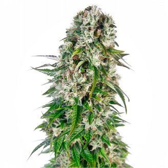 Купить семена марихуаны Afghan Kush Auto Fem.