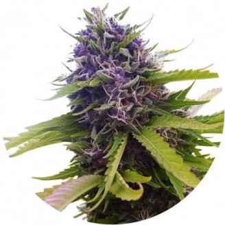 Купить семена марихуаны Blueberry Auto Fem.