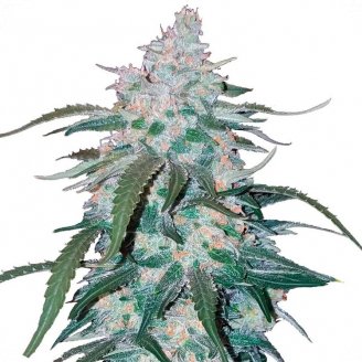 Купить семена марихуаны Pineapple Express Auto Fem.