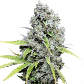 Купить семена марихуаны Super Skunk Fem.