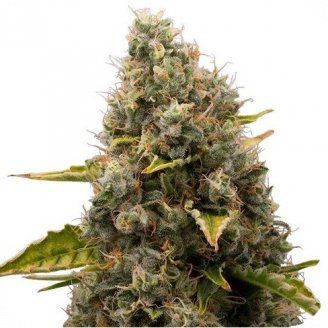 Купить семена марихуаны White Widow Fem.