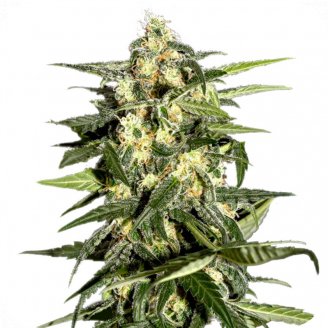 Купить семена марихуаны Jack Herer Fem.