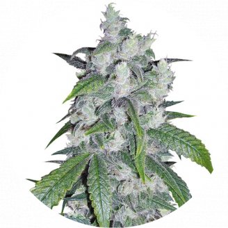 Купить семена марихуаны Bruce Banner Auto Fem.