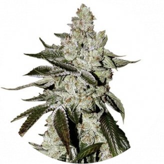 Купить семена марихуаны Girl Scout Cookies Auto Fem.