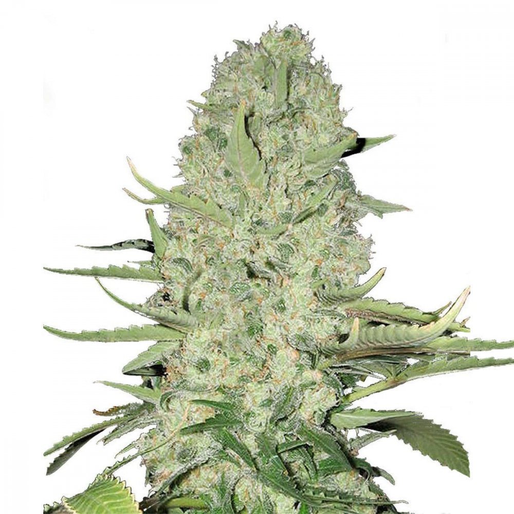 Купить семена марихуаны White Widow Auto Fem.