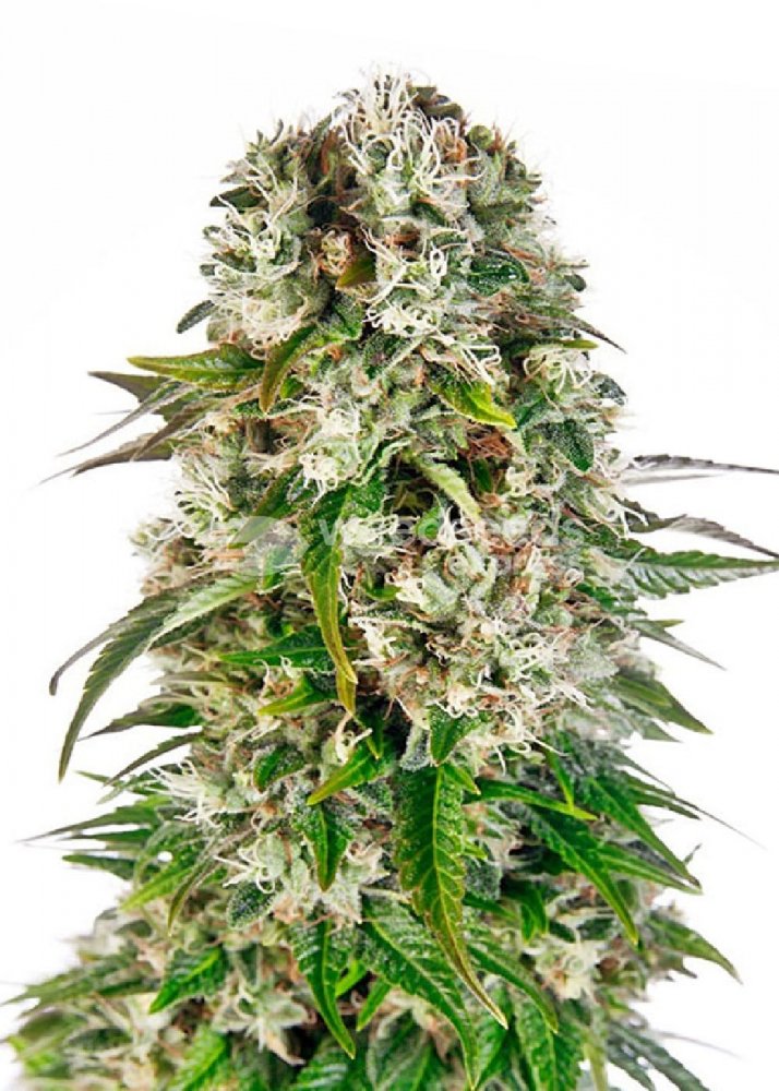 Купить семена марихуаны Big Bud Auto Fem.