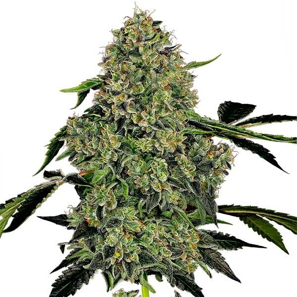 Купить семена марихуаны Killer Kush Auto Fem.