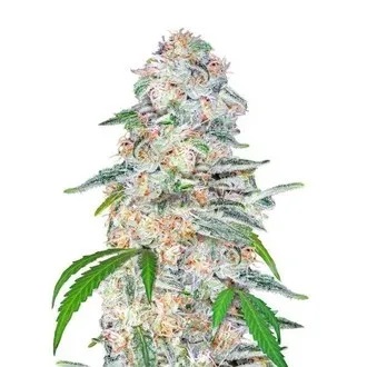 Купить семена марихуаны Blue Dream&#39;matic Auto Fem.