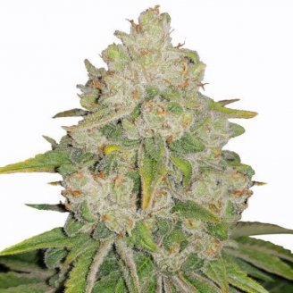 Купить семена марихуаны Bruce Banner Auto Fem.