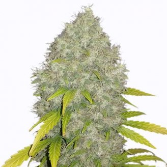 Купить семена марихуаны Gorilla Glue #4 Fem.