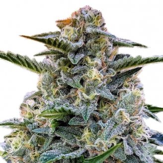 Купить семена марихуаны Bruce Banner # Auto Fem.