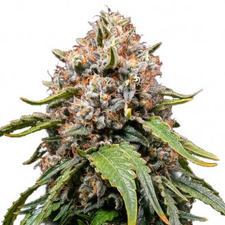 Купить семена марихуаны White Widow XL Auto Fem.