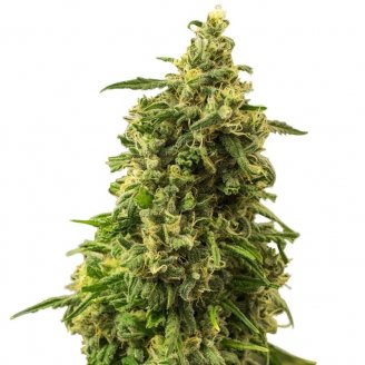 Купить семена марихуаны White Widow XL Fem.