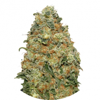 Купить семена марихуаны White Widow Fem.