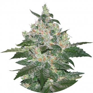 Купить семена марихуаны Afghan Kush Fem.