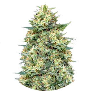 Купить семена марихуаны White Widow Auto Fem.