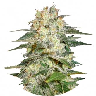 Купить семена марихуаны Afghan Kush Auto Fem.