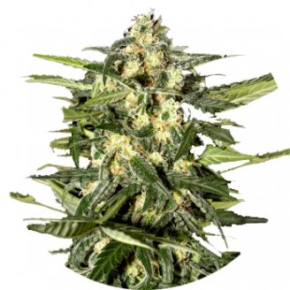 Купить семена марихуаны Jack Herer Auto Fem.